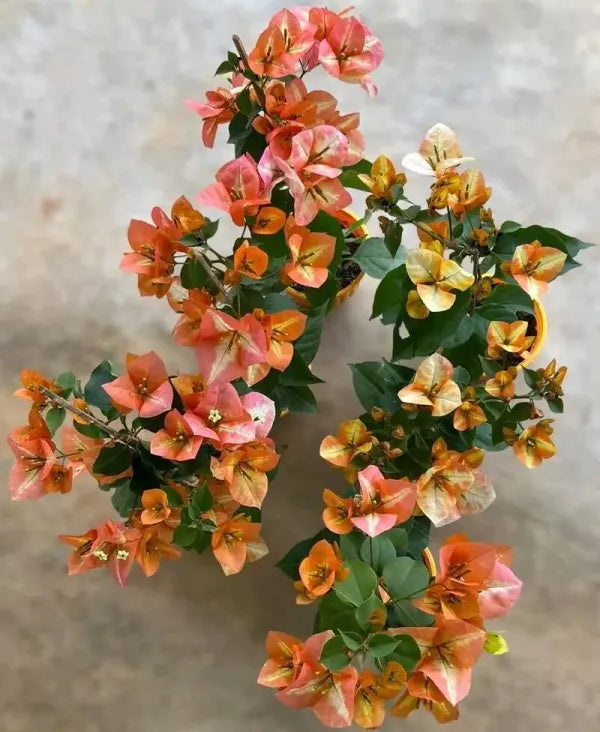 Maharani Bougainvillea Flower Plant (Pack Of - 1)