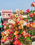 Maharani Bougainvillea Flower Plant (Pack Of - 1)