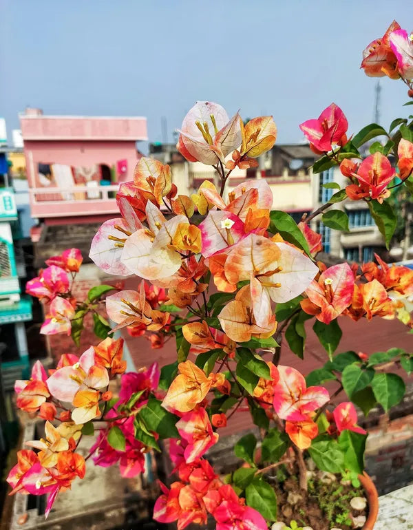 Maharani Bougainvillea Flower Plant (Pack Of - 1)