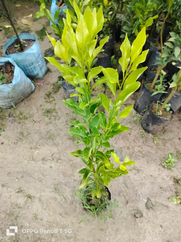 Chatoki Orange/santra Grafted Fruit Plant
