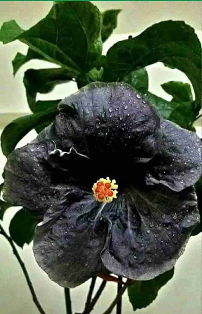 Rare Black Hibiscus Flower Plant