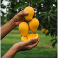 Zama Alphonso Mango Hybrid Fruit Plant