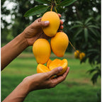 Zama Alphonso Mango Hybrid Fruit Plant