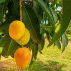 Zama Alphonso Mango Hybrid Fruit Plant