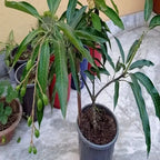 Zama Alphonso Mango Hybrid Fruit Plant