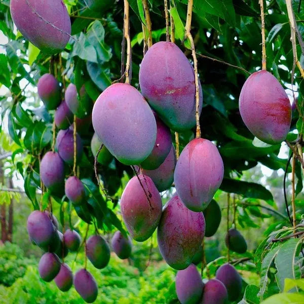Purple Miyazaki Mango Hybrid Grafted Plant (Pack Of - 1)
