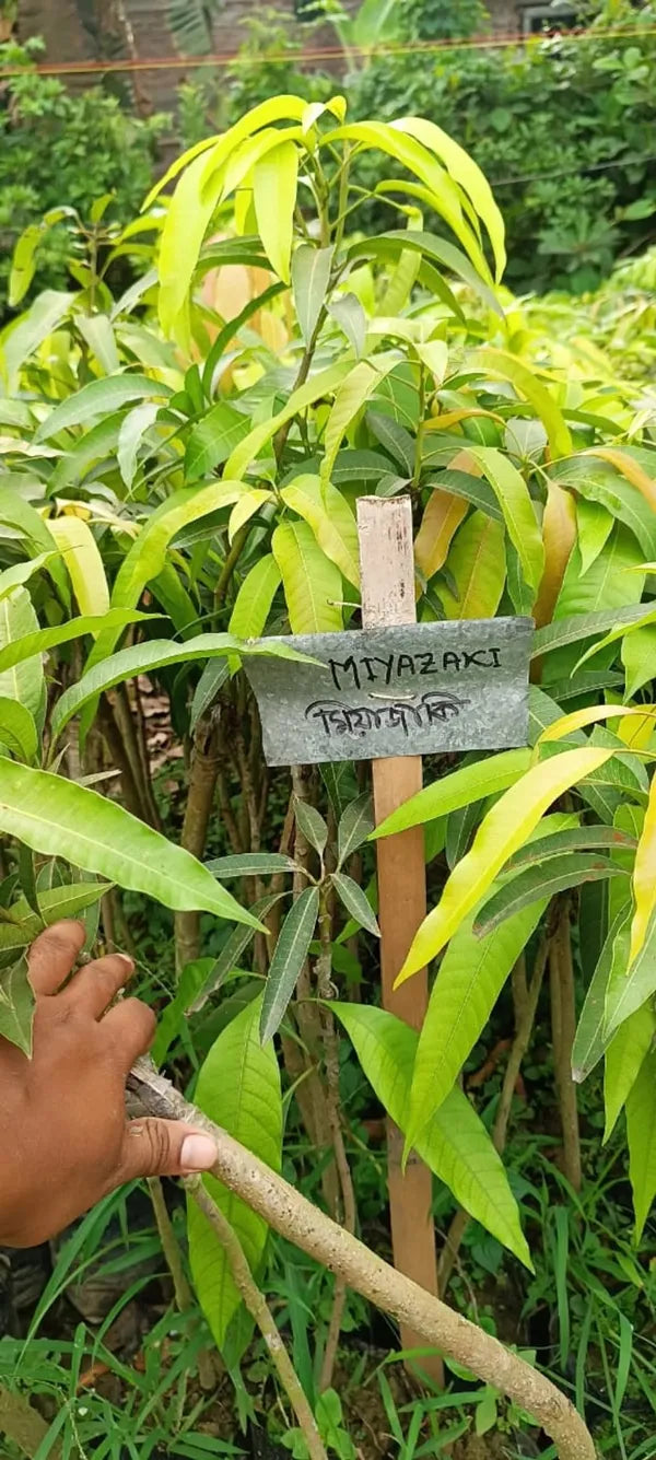 Purple Miyazaki Mango Hybrid Grafted Plant (Pack Of - 1)