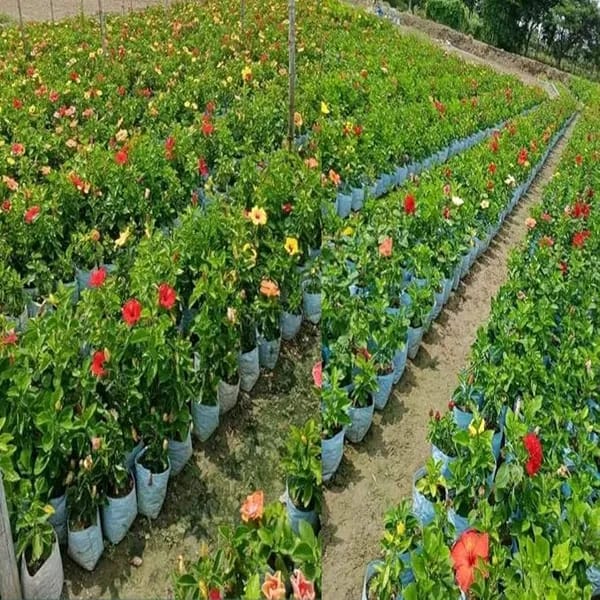 Multi Colour Hibiscus /Gudhal Flowers Live Plant Perfect For Your Balcony And Home Garden 1 Healthy Live Plant (Pack Of - 1)