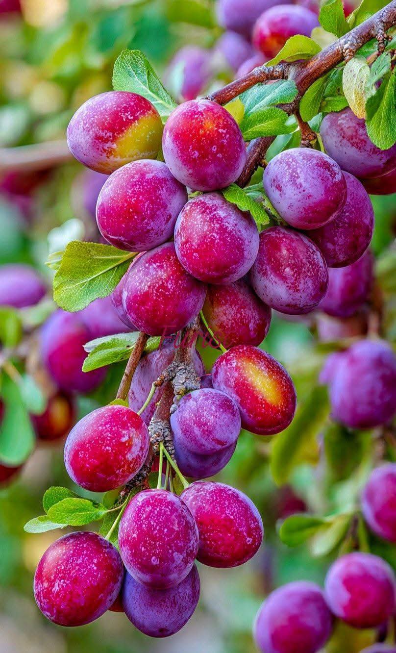 Japanese Red Plum/aloo Bukhara Hybrid Fruit Plant (japanese Variety)