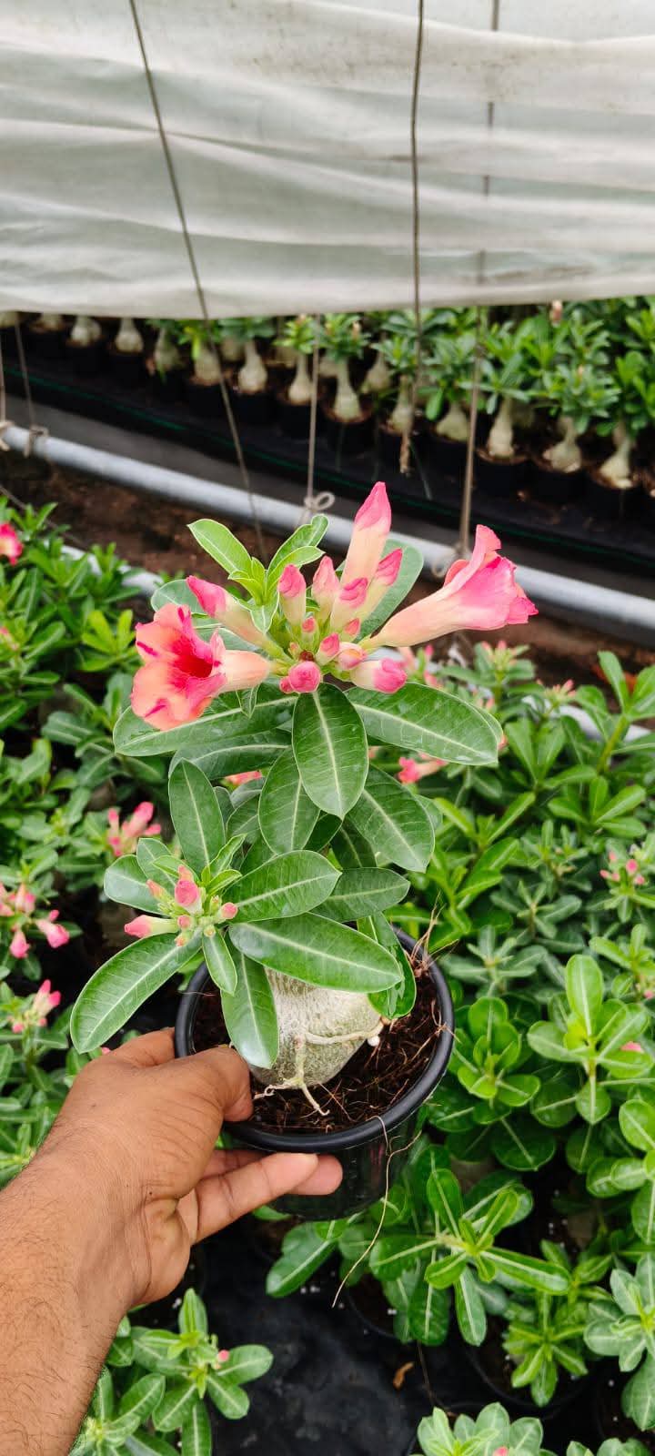 Adenium Plant Live Combo Without Pot Bonsai Multi Petal Desert Rose Pack Of - 6 (ALL plants are seedling Plants)