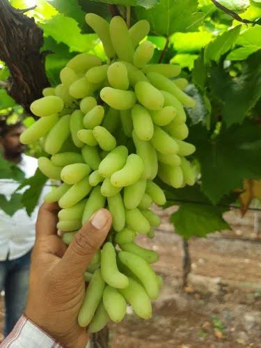 Thai Green Finger Grapes Hybrid Fruit Plant (pack Of - 1)