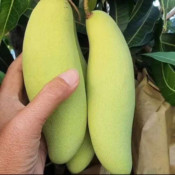 Thai Long Banana Mango Grafted Fruit Plant