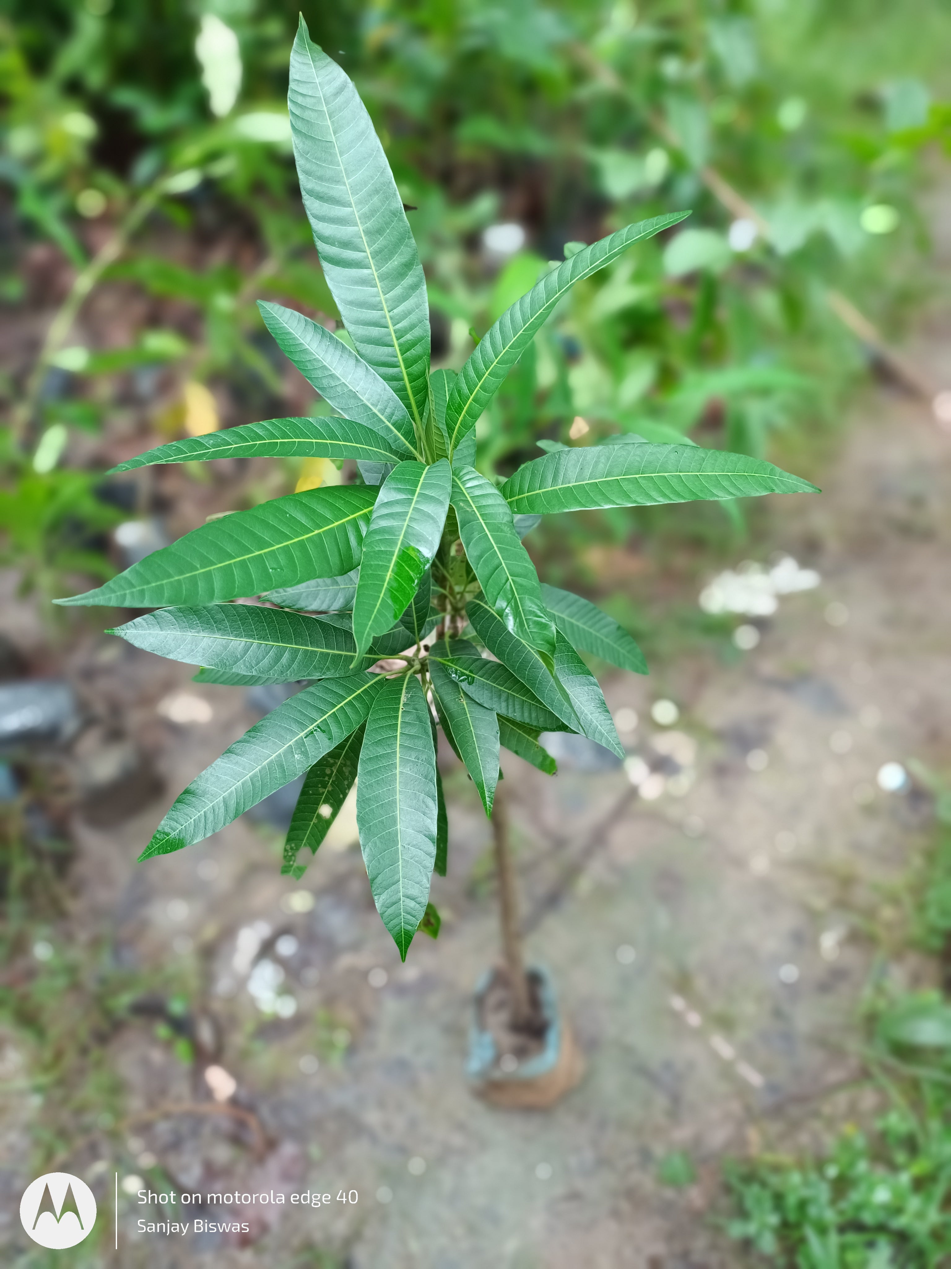 Thai Long Banana Mango Grafted Fruit Plant