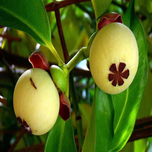 Thai Purple Mangosteen Fruit Hybrid Plant