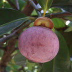 Thai Purple Mangosteen Fruit Hybrid Plant