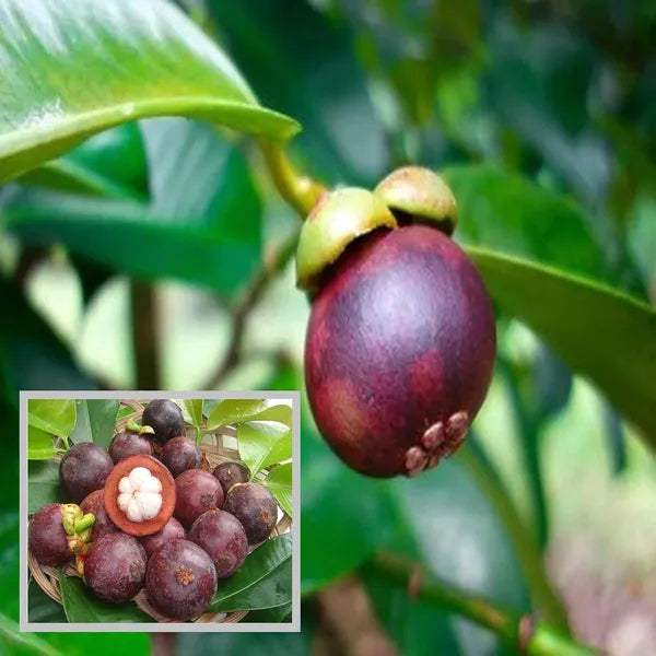 Thai Purple Mangosteen Fruit Hybrid Plant