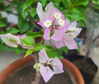 Chilli Ice Cream Bougainvillea Flower Live Plant