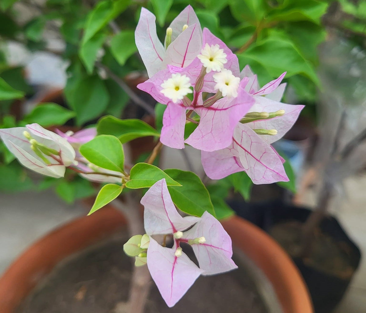 Chilli Ice Cream Bougainvillea Flower Live Plant
