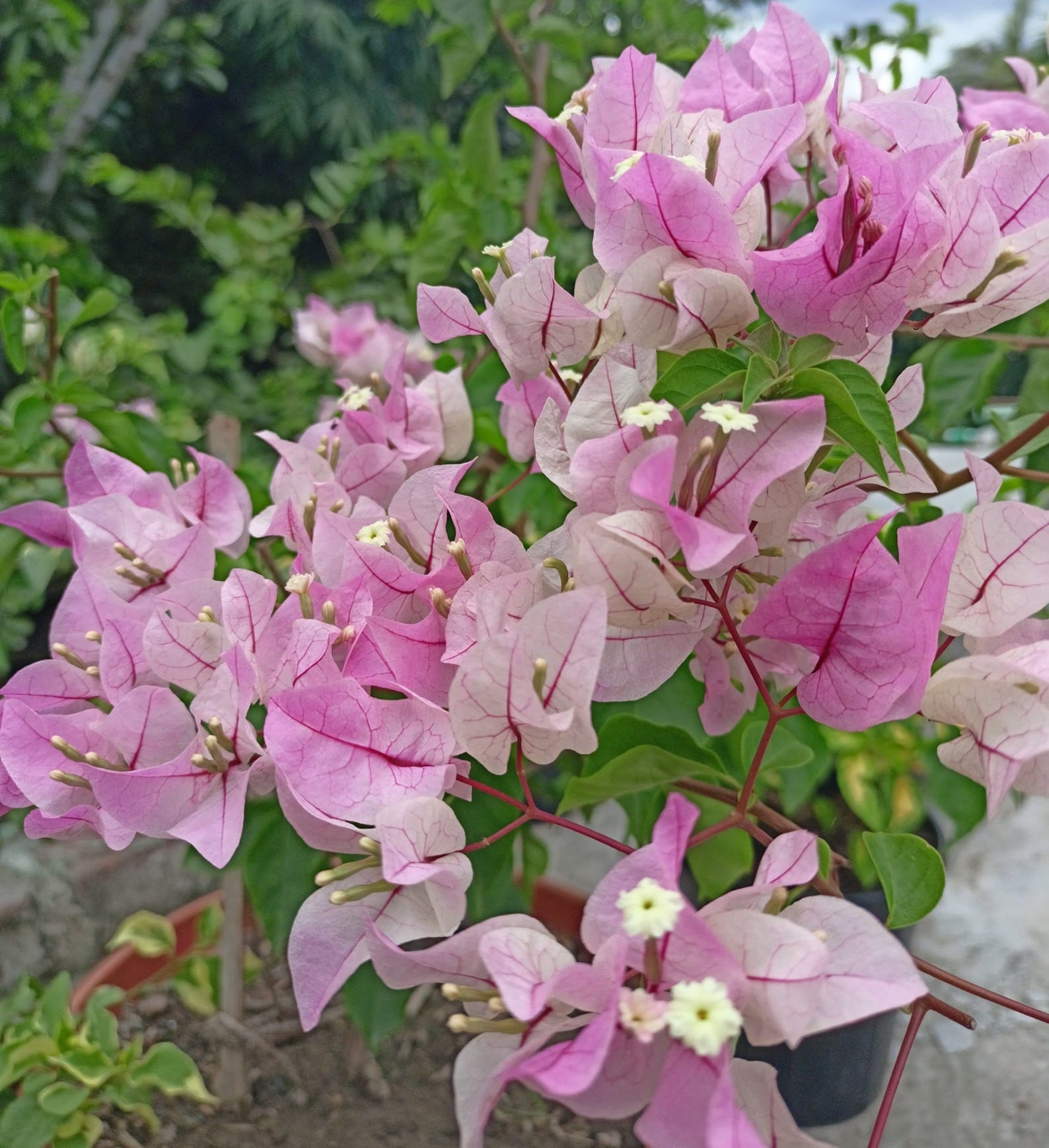 Chilli Ice Cream Bougainvillea Flower Live Plant