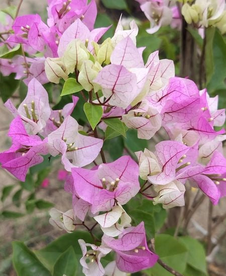 Chilli Ice Cream Bougainvillea Flower Live Plant