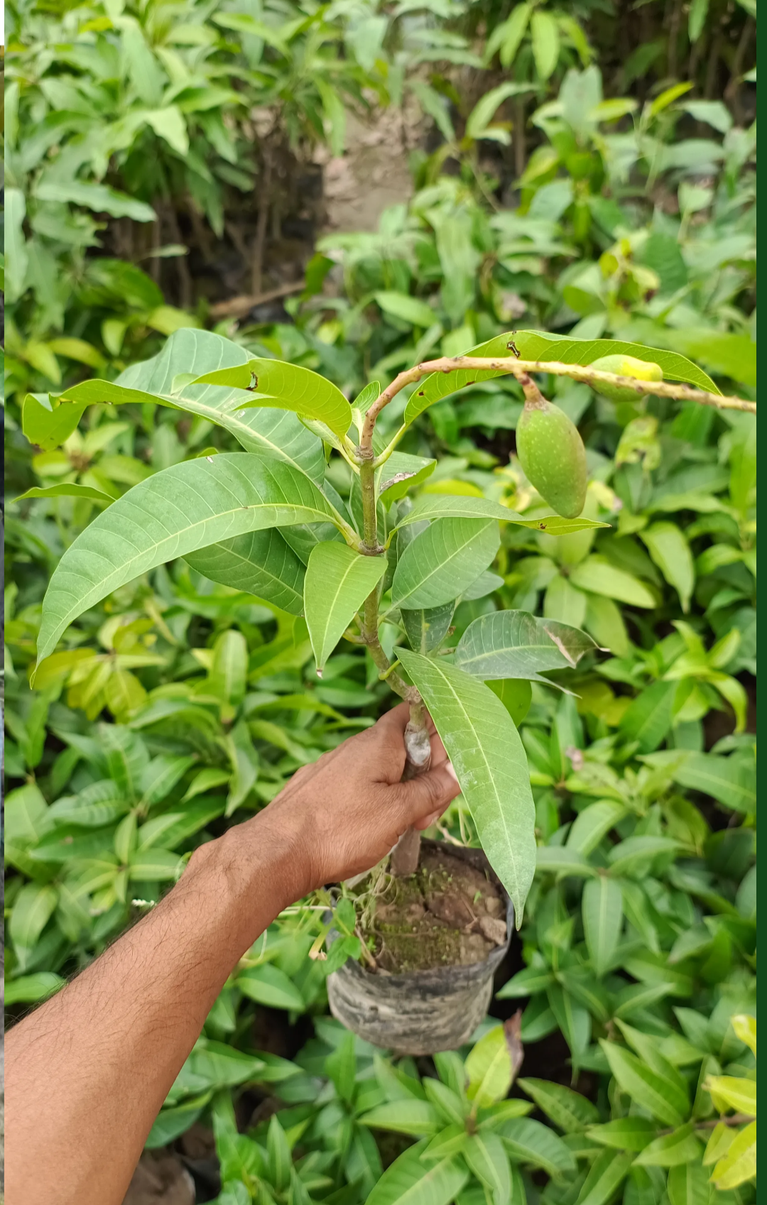 All Time Vastara Mango Hybrid Grafted Plant