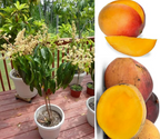 All Time Vastara Mango Hybrid Grafted Plant