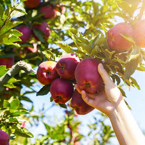 Hot Climate Apple Hr - 99 Hybrid Fruit Plant (pack Of - 1)
