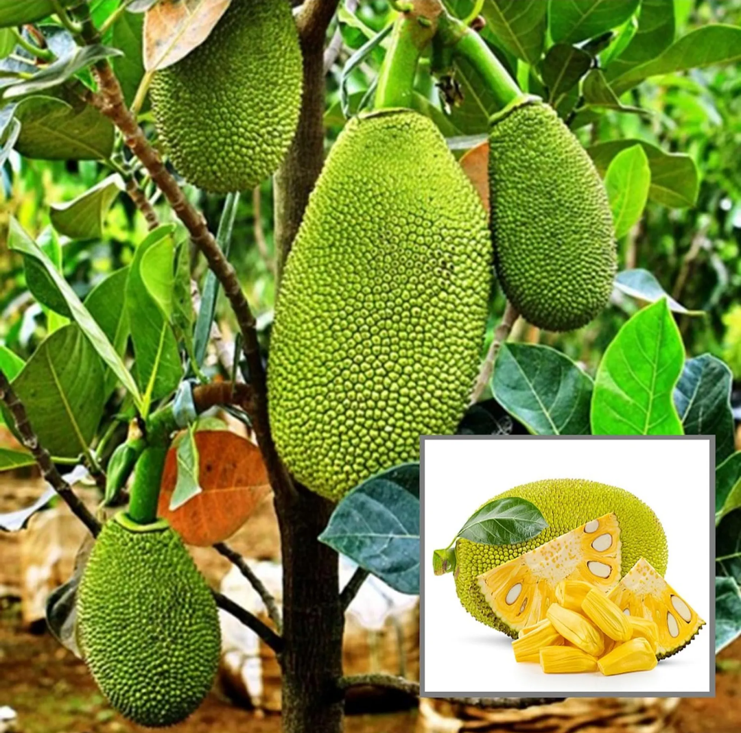 Vietnam Super Early Jackfruit(Grafted) - All Time Jackfruit