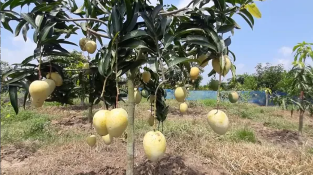 Gourmoti Bangladeshis Varities Mango Grafted Plant
