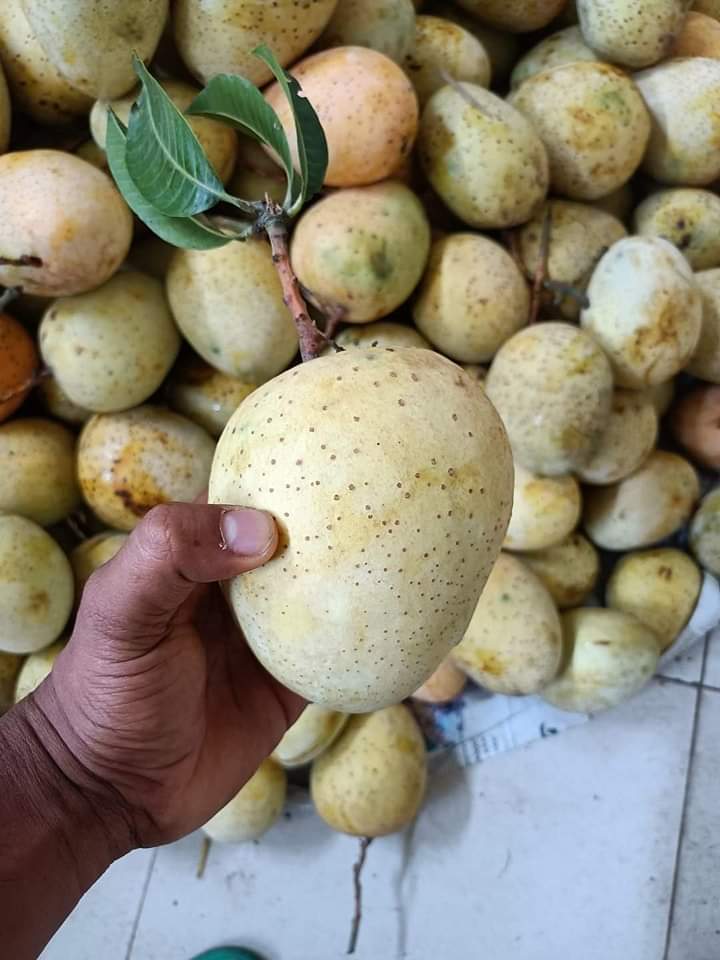 Gourmoti Bangladeshis Varities Mango Grafted Plant