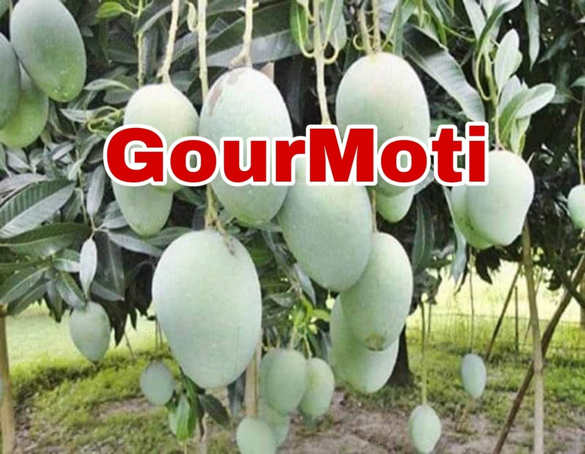 Gourmoti Mango Hybrid Grafted Fruit Plant
