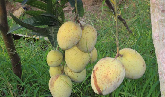 Bangladeshi Gourmoti Mango Hybrid Grafted Fruit Plant