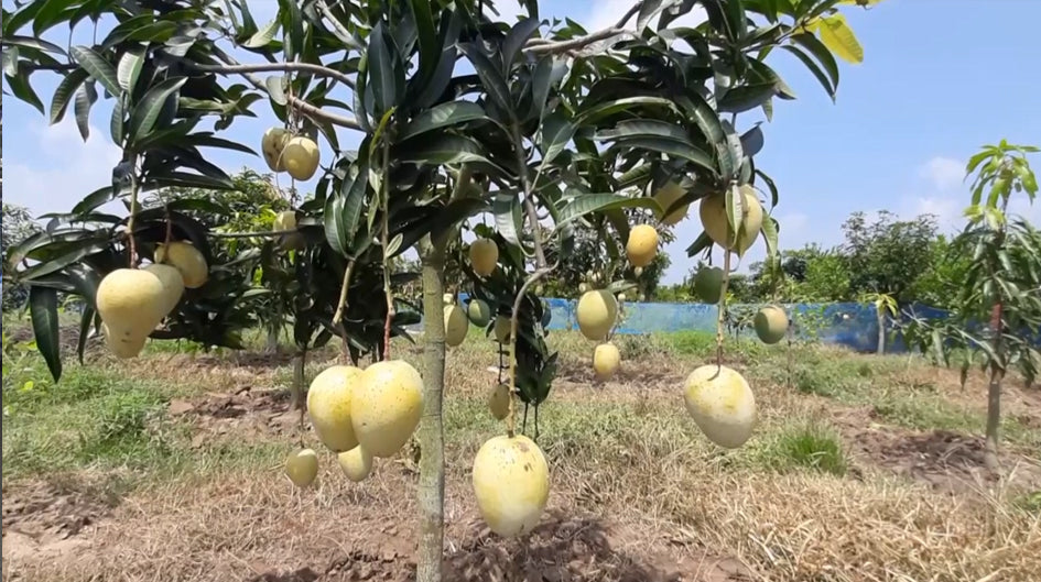 Gourmoti Mango Hybrid Grafted Fruit Plant