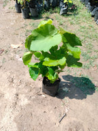 Pink Grapes Hybrid Fruit Plant