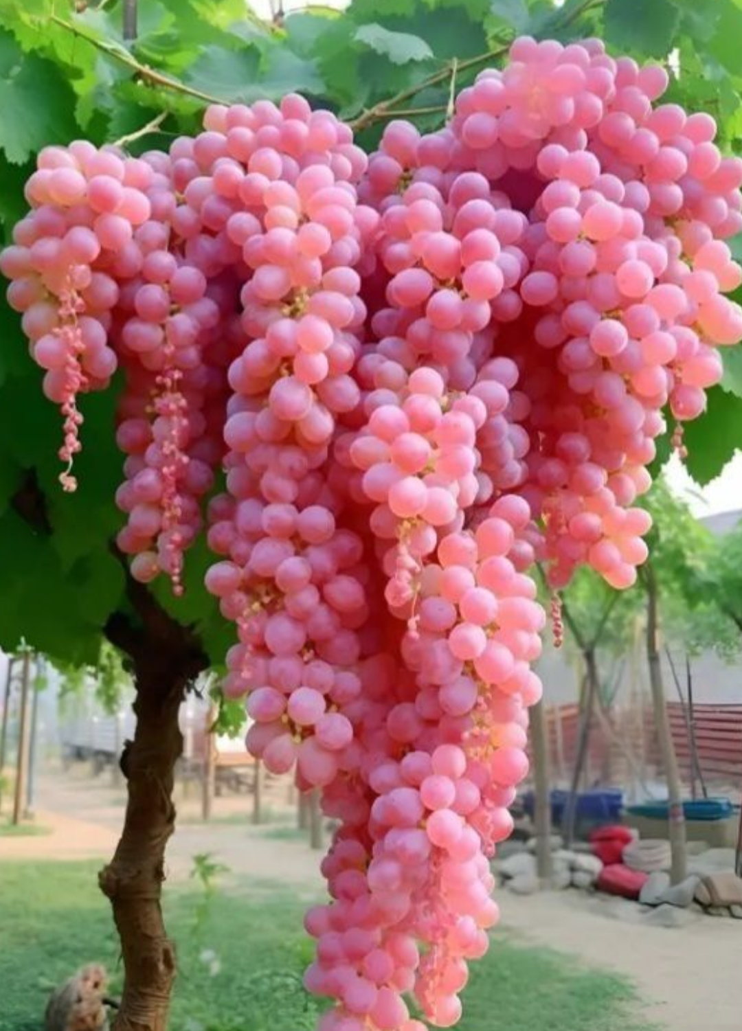 Pink Grapes Hybrid Fruit Plant