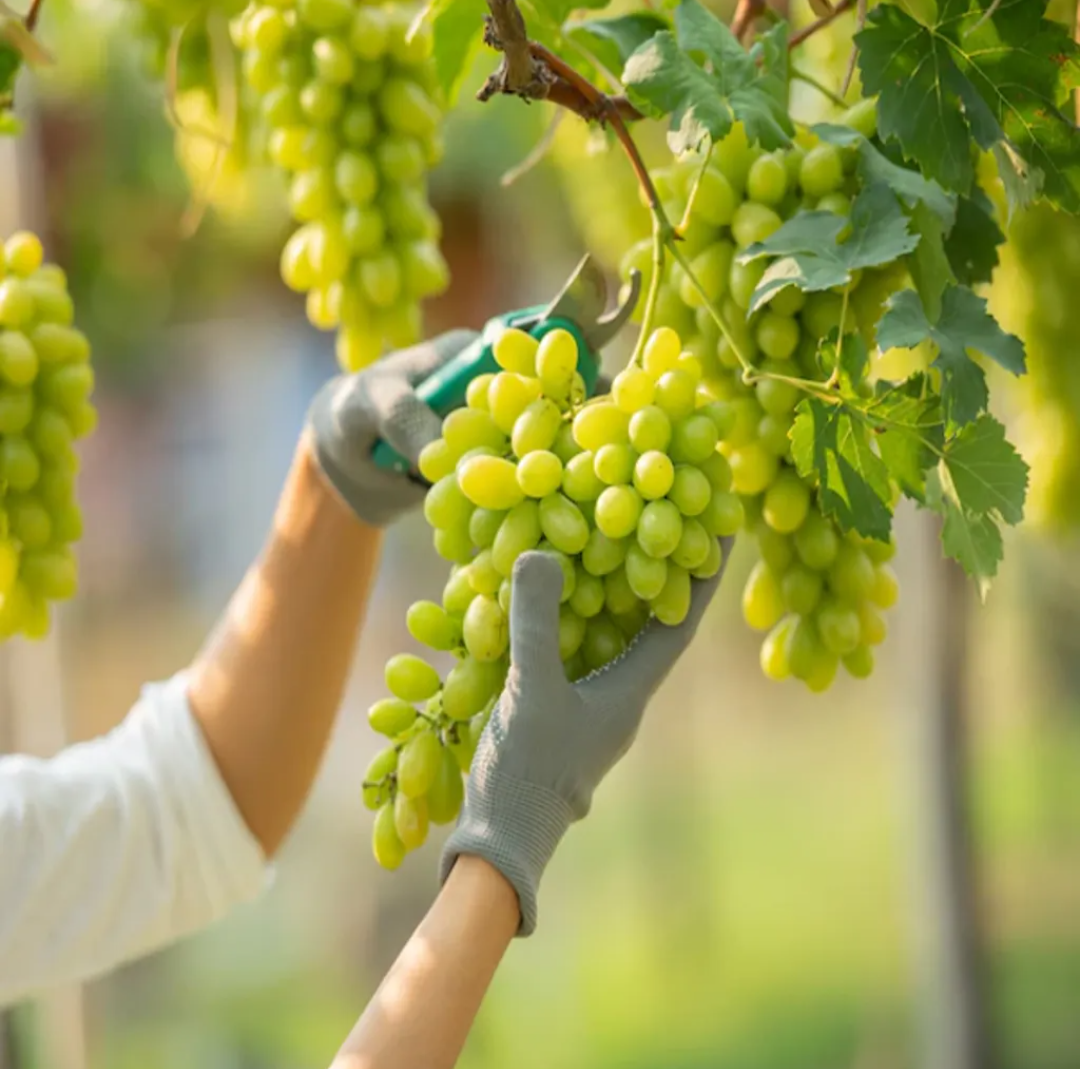 Thai Varity Grapes Seedless Hybrid Fruit Plant
