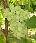 Thai Varity Grapes Seedless Hybrid Fruit Plant