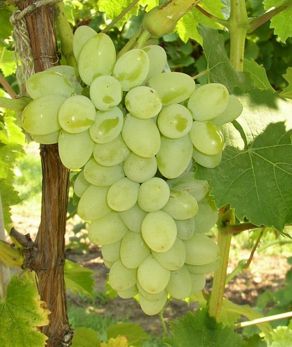 Thai Varity Grapes Seedless Hybrid Fruit Plant