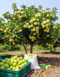Thai Sweet Khaja Guava/Amrud Fruit Air Learning Grafted Plant (Pack Of- 1)