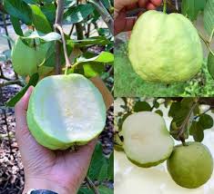 Kolkata Special Khaja Guava/amrud Hybrid Fruit Plant