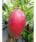Sindhu Toka Red Mango Grafted Fruit Plant