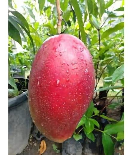 Sindhu Toka Red Mango Grafted Fruit Plant