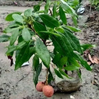 Bombai Litchi Hybrid Fruit Plant (air Layering Grafted)