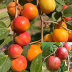 Thai Apple Ber Hybrid Grafted Fruit Plant