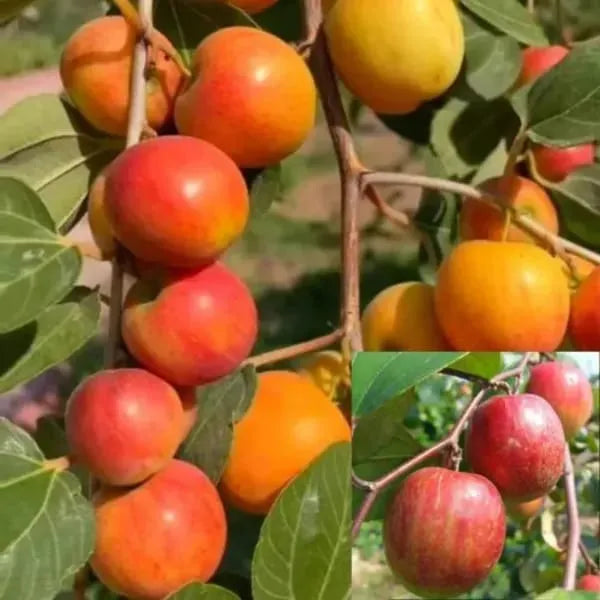 Thai Apple Ber Hybrid Grafted Fruit Plant