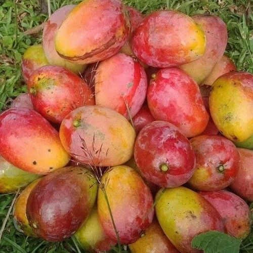 Gulab Khas Mango Hybrid Graftad Plant