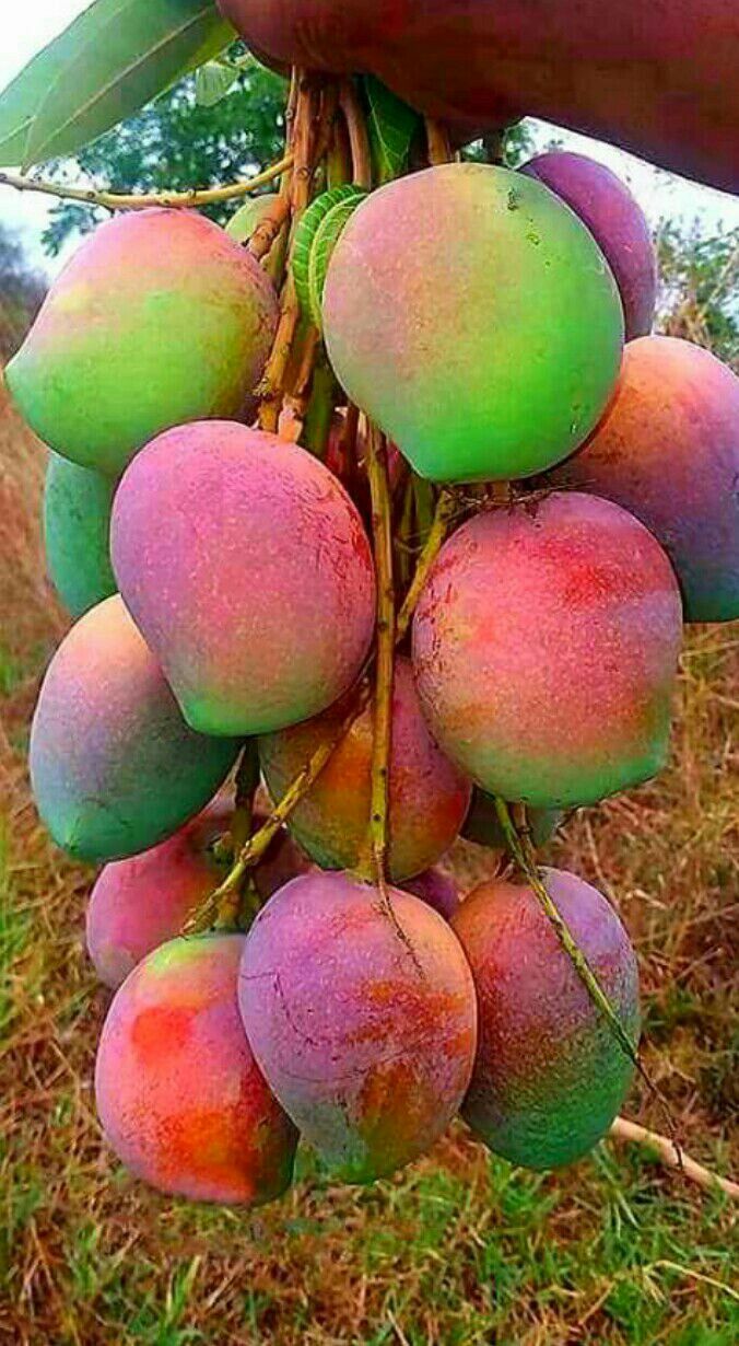 Gulab Khas Mango Hybrid Graftad Plant