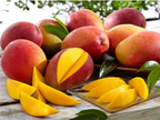 Gulab Khas Mango Hybrid Graftad Plant