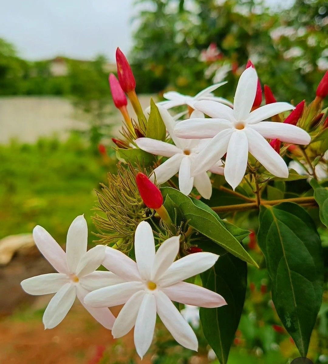 Star Jasmin (kunda) Flowering Live Plant (pack Of - 1)