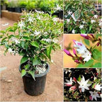 Star Jasmin (kunda) Flowering Live Plant (pack Of - 1)